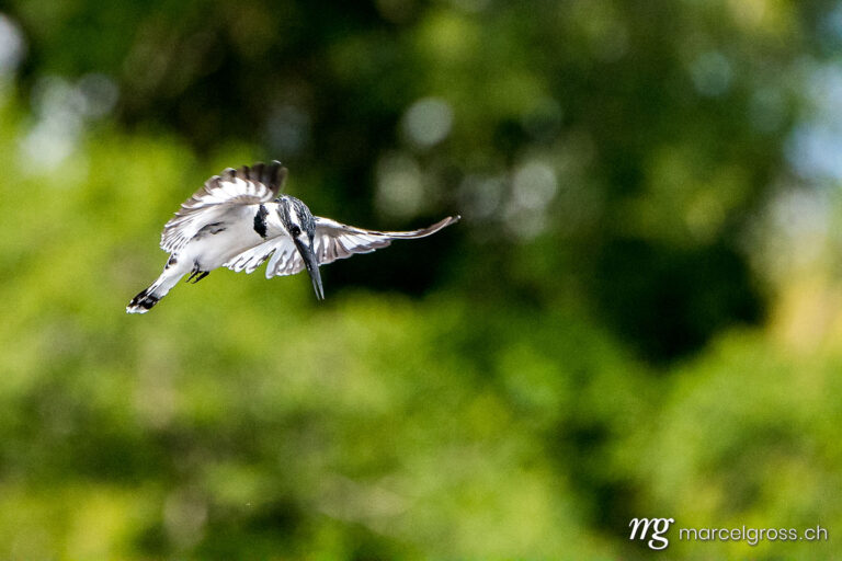 Uganda pictures. Pied kingfisher in flight over nile in Murchison Falls, Uganda. Marcel Gross Photography