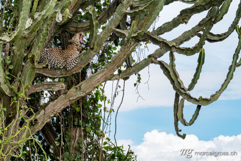 Uganda pictures. yawning leopard on a Euphorbia tree in Queen Elizabeth National Park, Uganda. Marcel Gross Photography