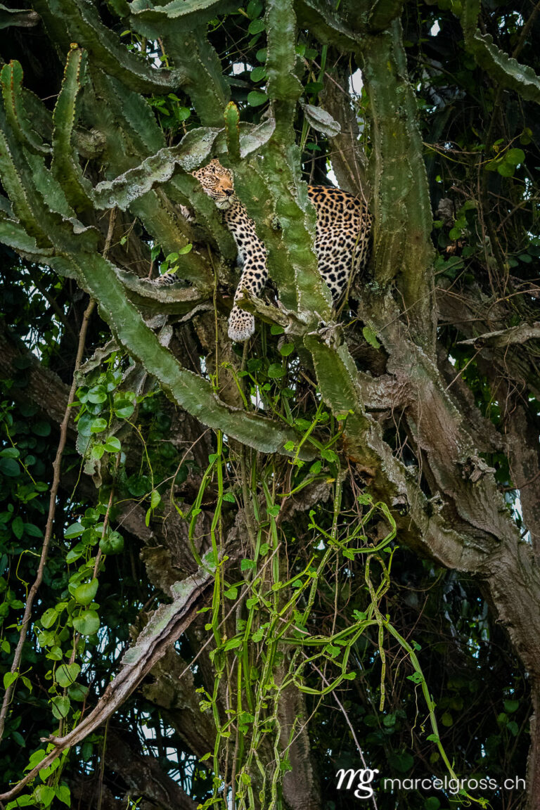 Uganda pictures. A sleeping leopard on a spiky Euphorbia tree in Queen Elizabeth National Park, Uganda. Marcel Gross Photography