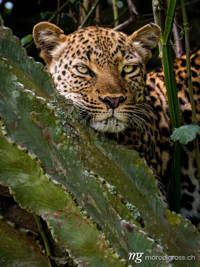 Uganda Bilder. leopard on a Euphorbia tree in Queen Elizabeth National Park, Uganda. Marcel Gross Photography