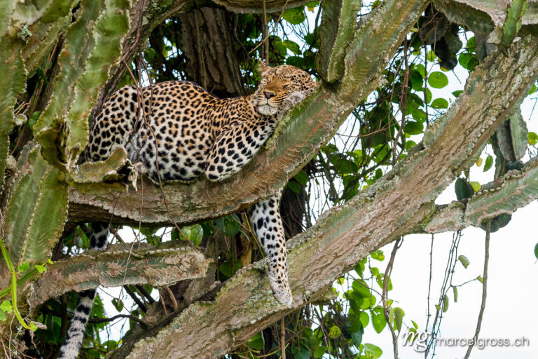 Uganda pictures. Leopard on a Euphorbia tree in Queen Elizabeth National Park, Uganda. Marcel Gross Photography
