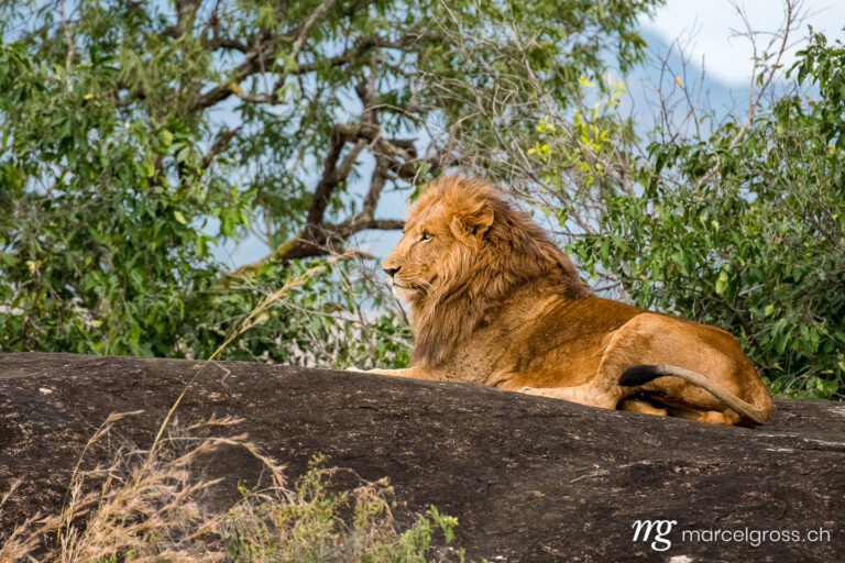 Uganda Bilder. male lions on top of a kopje overlooking their territory in Kidepo National Park. Marcel Gross Photography