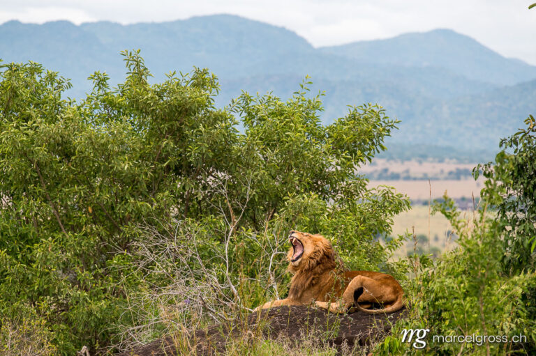 Uganda pictures. yawning male lion on rock in Kidepo Valley national park. Marcel Gross Photography