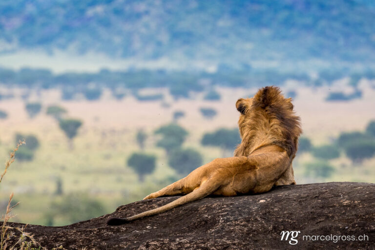 Uganda pictures. An impressive male lion overlooking his territory in Kidepo Valley National Park, Uganda. Marcel Gross Photography