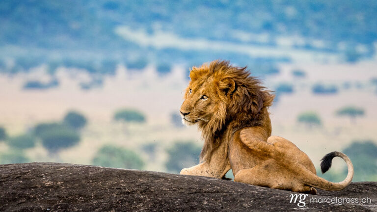 Uganda pictures. a beautiful male lion on top of a kopje in Uganda's remote Kidepo Valley National Park. Marcel Gross Photography
