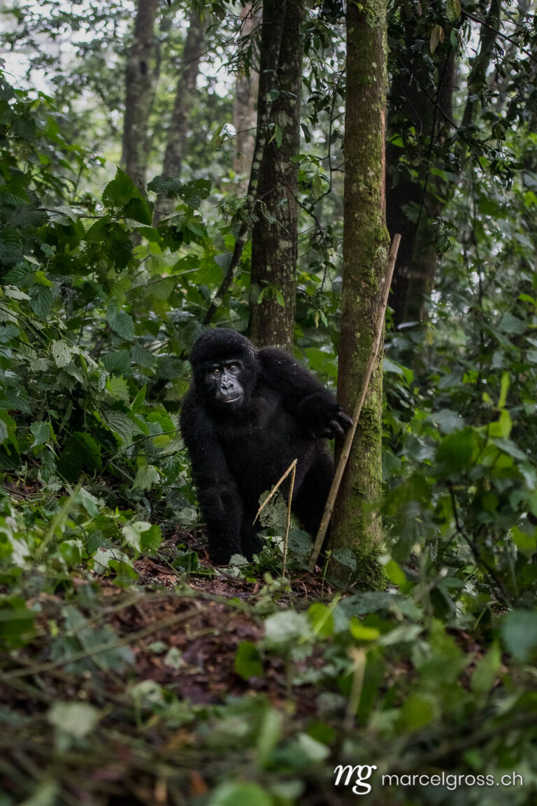 Uganda pictures. Young gorilla in the misty cloud forest of Bwindi Impenetrable National Park. Marcel Gross Photography