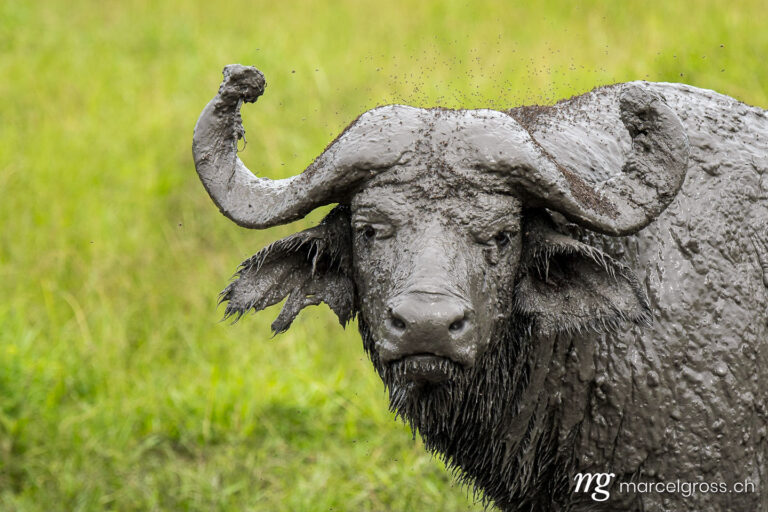 Uganda pictures. Mud covered buffalo in Lake Mburo National Park. Marcel Gross Photography