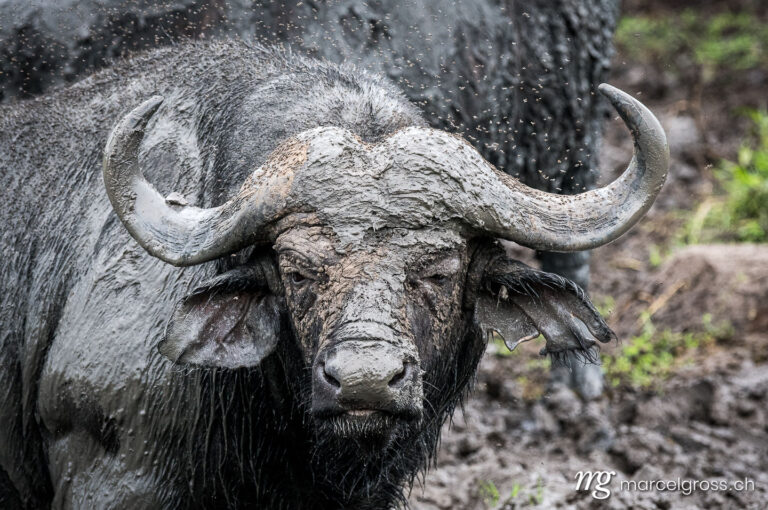 Uganda pictures. Mud bathing buffalo in Lake Mburo National Park. Marcel Gross Photography