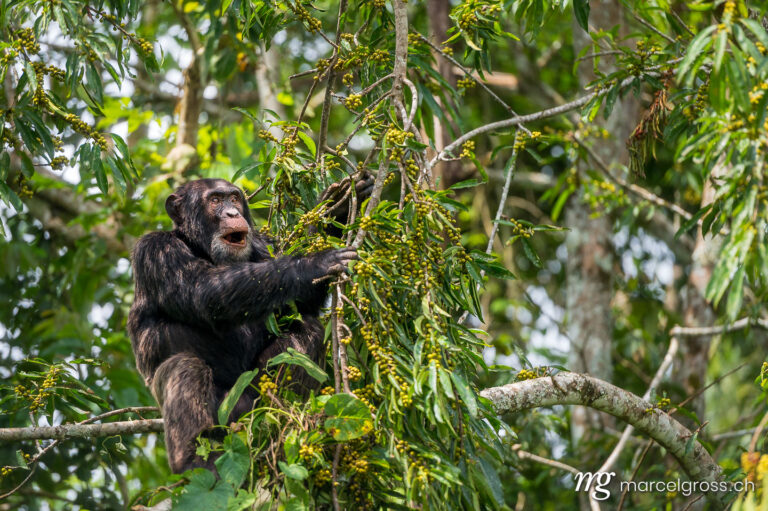 Uganda Bilder. old chimpanzee feeding on figs in Kibale Forest National Park. Marcel Gross Photography