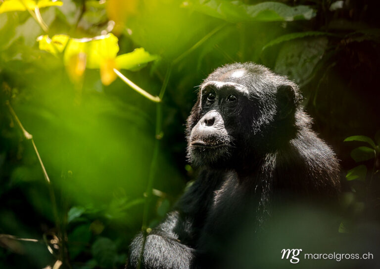 Uganda pictures. old male Chimpanzee in Uganda's Kibale Forest National Park. Marcel Gross Photography