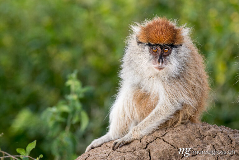 Uganda Bilder. curious patas monkey (Erythrocebus patas). Marcel Gross Photography
