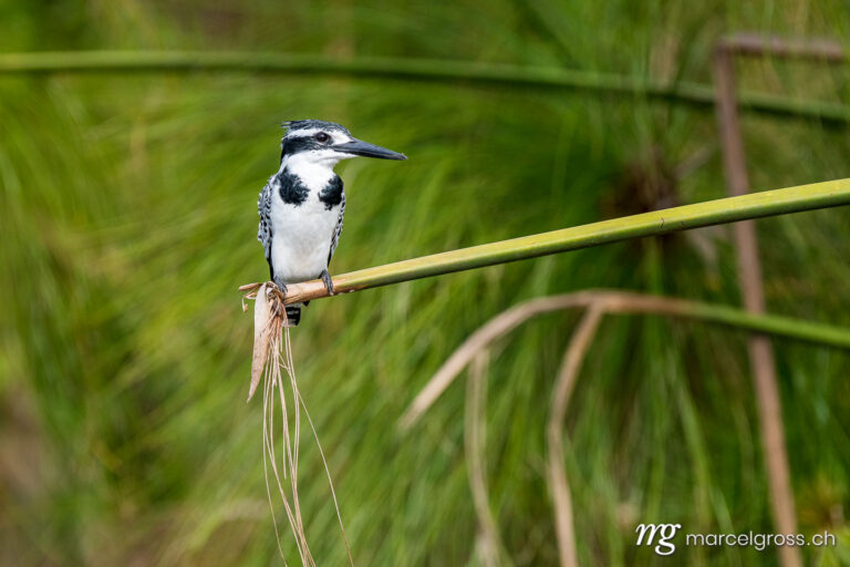 Uganda Bilder. pied kingfisher in Lake Mburo National Park, Uganda. Marcel Gross Photography