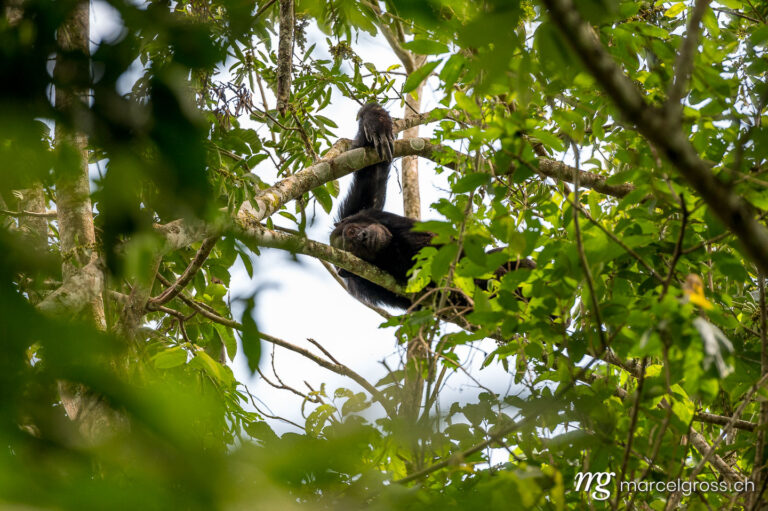 Uganda pictures. Chimpanzee sleeping on a branch in Kibale Forest National Park. Marcel Gross Photography