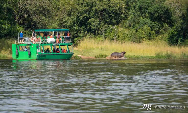 Uganda pictures. tourist boat with hippo in Victoria Nile at Murchison Falls National Park, Uganda. Marcel Gross Photography