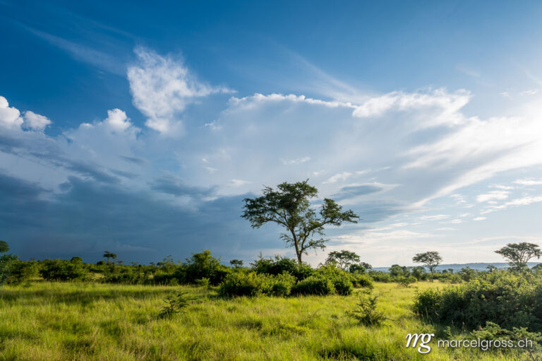 Uganda pictures. Savannah landscape in Ishasha Sector of Queen Elizabeth National Park. Marcel Gross Photography