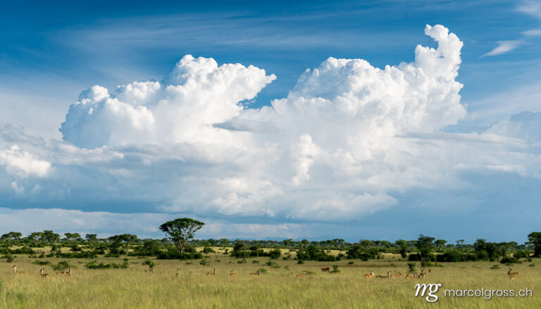 Uganda pictures. Savannah landscape in Ishasha Sector of Queen Elizabeth National Park. Marcel Gross Photography