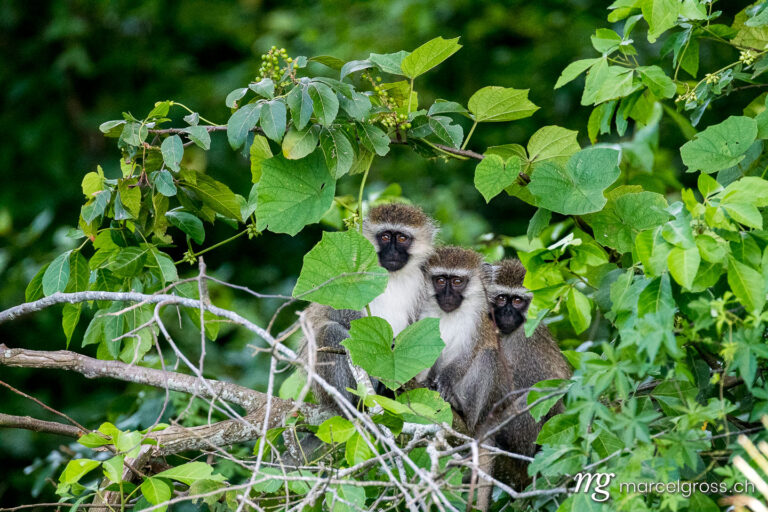 Uganda Bilder. three curious monkeys. Marcel Gross Photography
