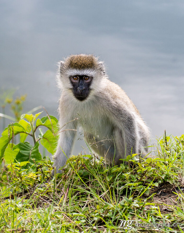 Uganda Bilder. Vervet monkey at the shore of Lake Mburo. Marcel Gross Photography