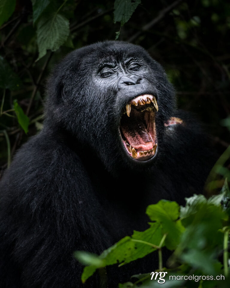 Uganda pictures. Yawning gorilla in Bwindi Impenetrable National Park, Uganda. Marcel Gross Photography
