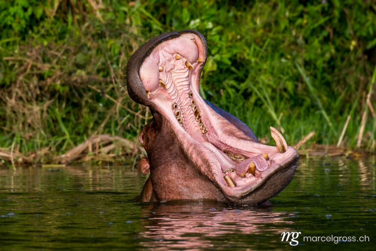 Uganda Bilder. giant mouth of a hippo in Kazinga Channel, Uganda. Marcel Gross Photography
