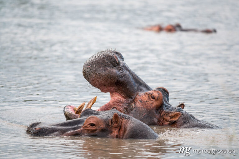 Uganda Bilder. yawning hippo in Lake Mburo National Park, Uganda. Marcel Gross Photography