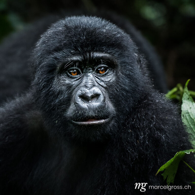 Uganda pictures. portrait of a young gorilla in Bwindi Impenetrable National Park, Uganda. Marcel Gross Photography