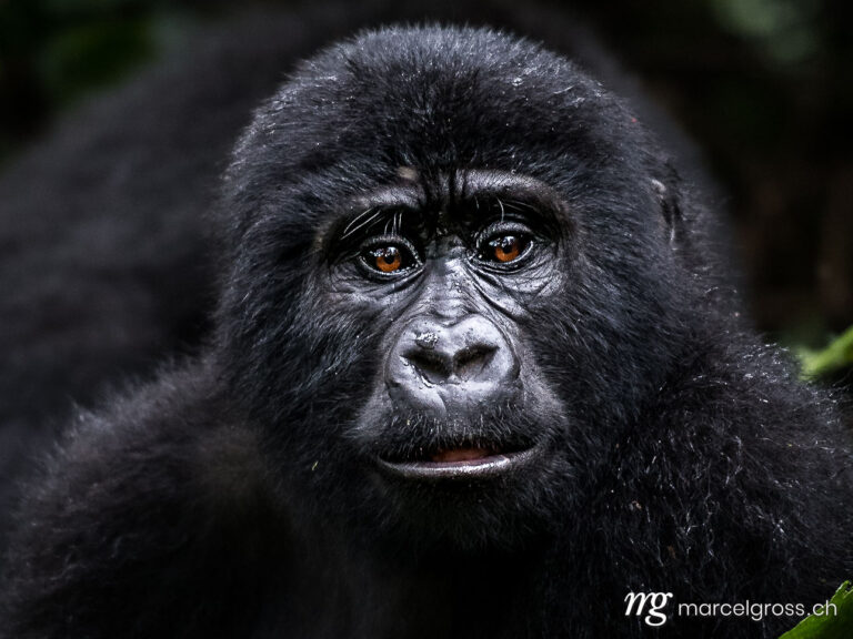 Uganda Bilder. portrait of a young gorilla in Bwindi Impenetrable National Park, Uganda. Marcel Gross Photography
