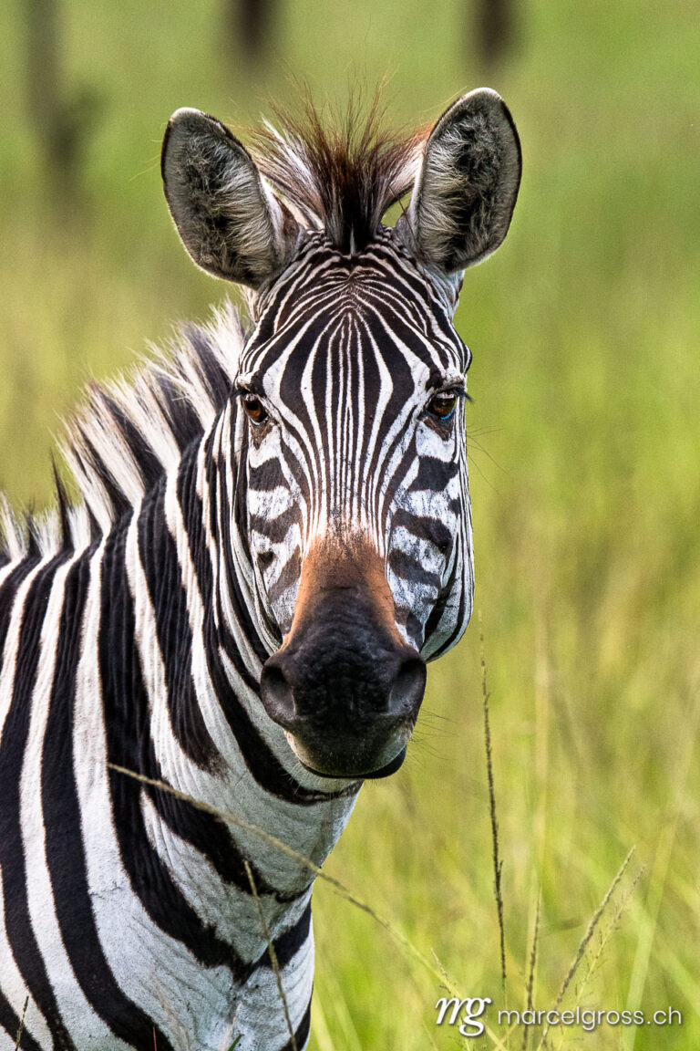 Uganda pictures. Portrait of a Zebra in Lake Mburo National Park, Uganda. Marcel Gross Photography