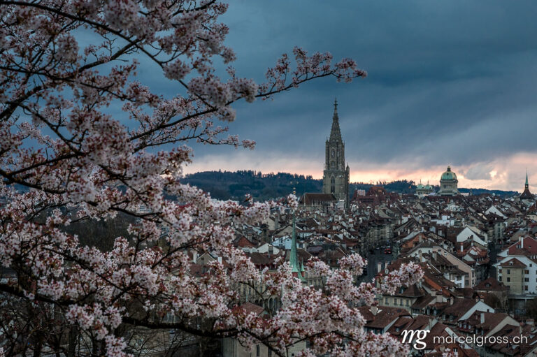 Bern pictures. oldtown of Bern with Berner Münster during cherry blossom in Rosengarten. Marcel Gross Photography