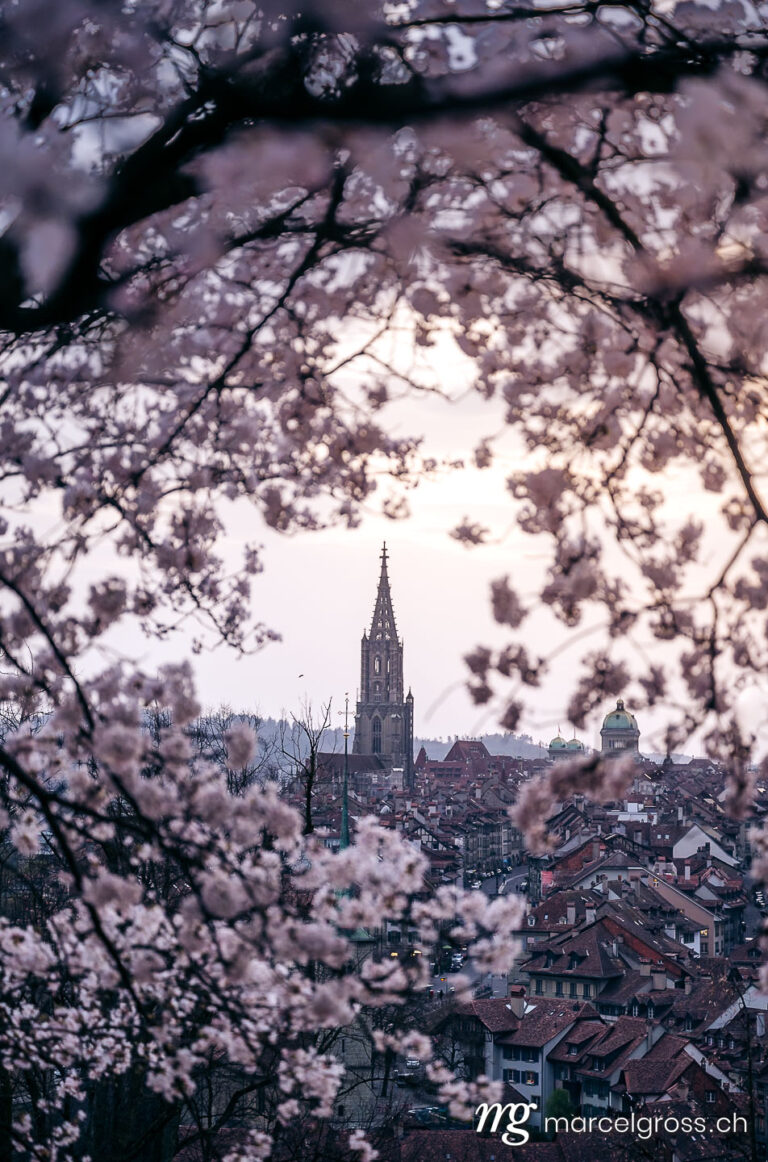Bern pictures. historic clocktower of Berner Munster during scenic cherry blossom in Rosengarten. Marcel Gross Photography