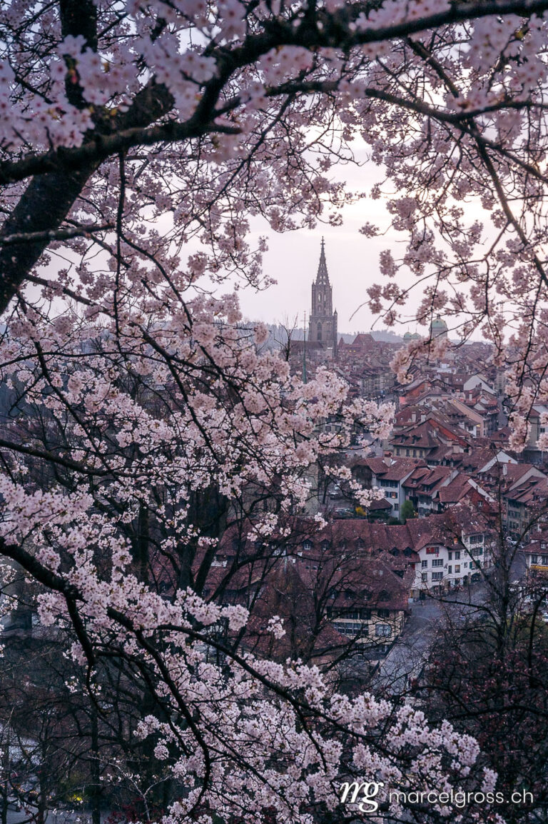 Bern Bilder. historic clocktower of Berner Münster during scenic cherry blossom in Rosengarten. Marcel Gross Photography