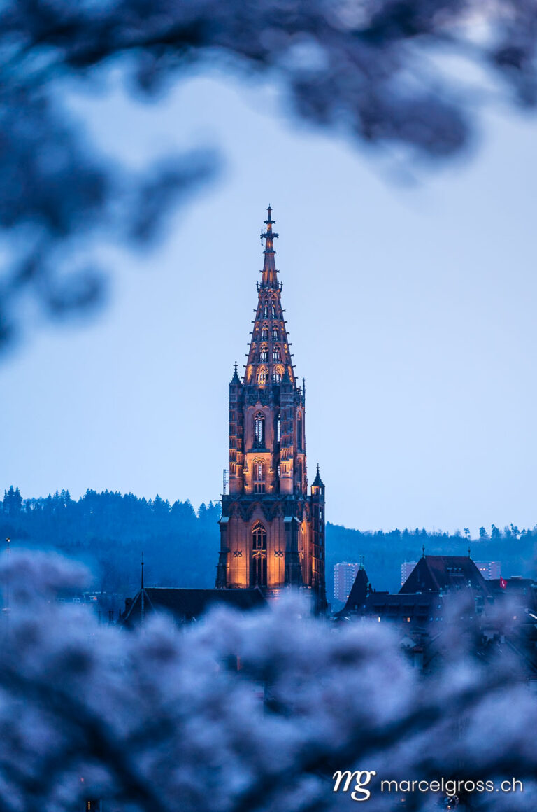 Bern Bilder. historic clocktower of Berner Münster during scenic cherry blossom in Rosengarten at blue hour. Marcel Gross Photography
