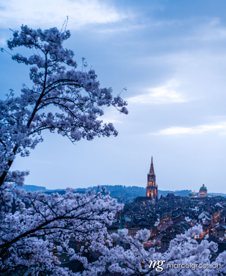 Bern pictures. historic clocktower of Berner Munster during scenic cherry blossom in Rosengarten at blue hour. Marcel Gross Photography