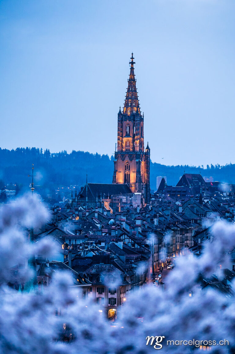 Bern pictures. historic clocktower of Berner Munster during scenic cherry blossom in Rosengarten at blue hour. Marcel Gross Photography