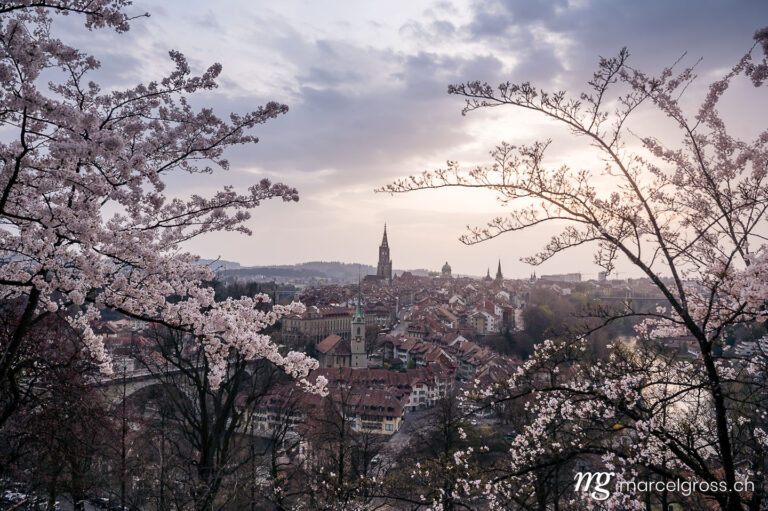 Bern pictures. flowering cherry tree in front of the old town of Bern in spring. Marcel Gross Photography