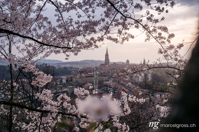 Bern pictures. Berner Munster and oldtown framed by flowering cherry blossom trees. Marcel Gross Photography