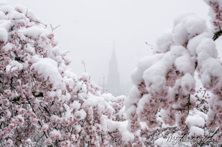Bern Bilder. Berner Münster framed by cherry flowers in snow. Marcel Gross Photography