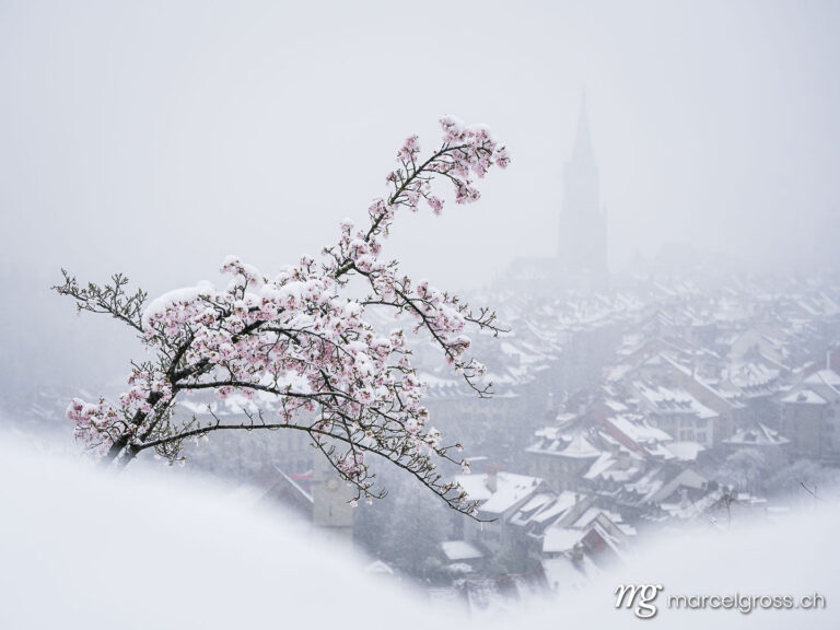Bern pictures. old town of Bern in misty snow during cherry blossom. Marcel Gross Photography