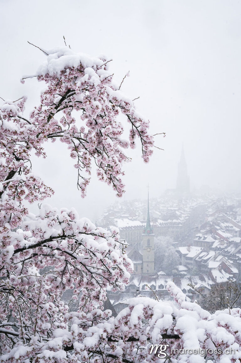 Bern pictures. Cherry blossom in snow in Berne. Marcel Gross Photography