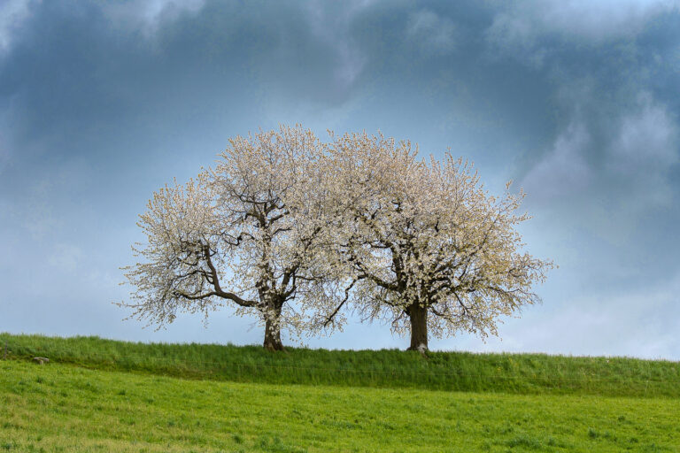 Frühlingsbilder Schweiz. Blühende Apfelbäume im Emmental. Marcel Gross Photography