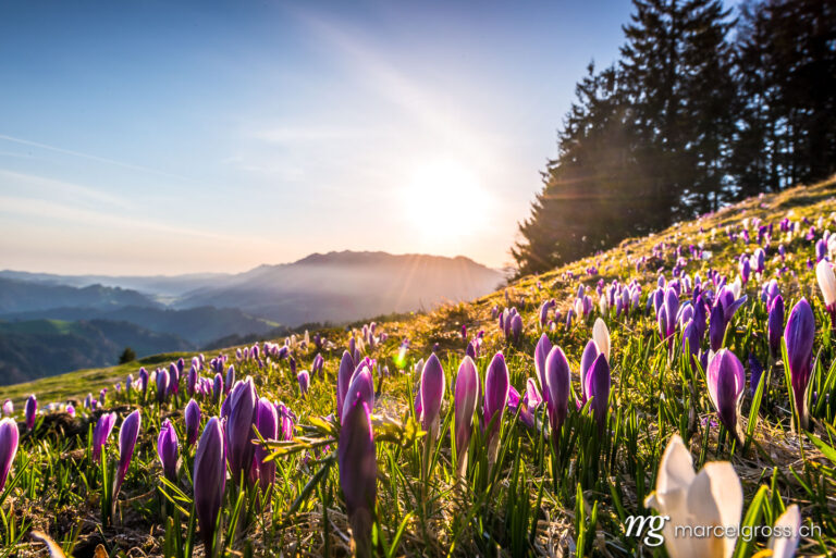 Frühlingsbilder Schweiz. Krokusblüte auf dem Rämisgümmen, Emmental. Marcel Gross Photography
