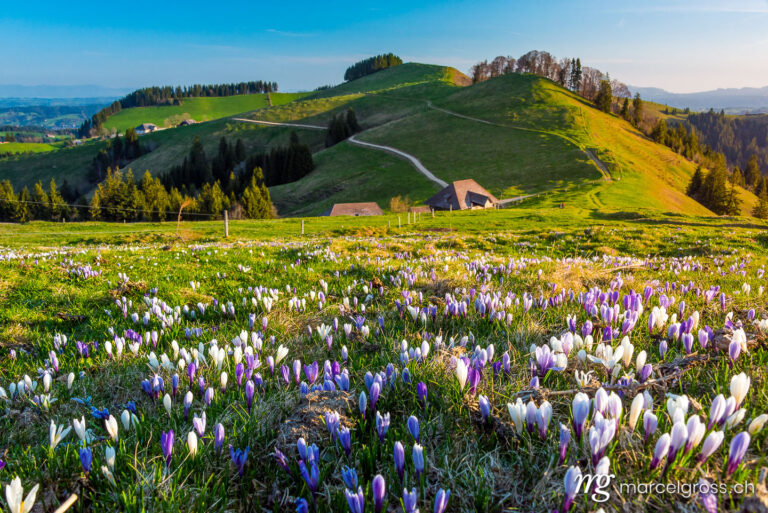 Frühlingsbilder Schweiz. Krokusblüte auf dem Rämisgümmen, Emmental. Marcel Gross Photography