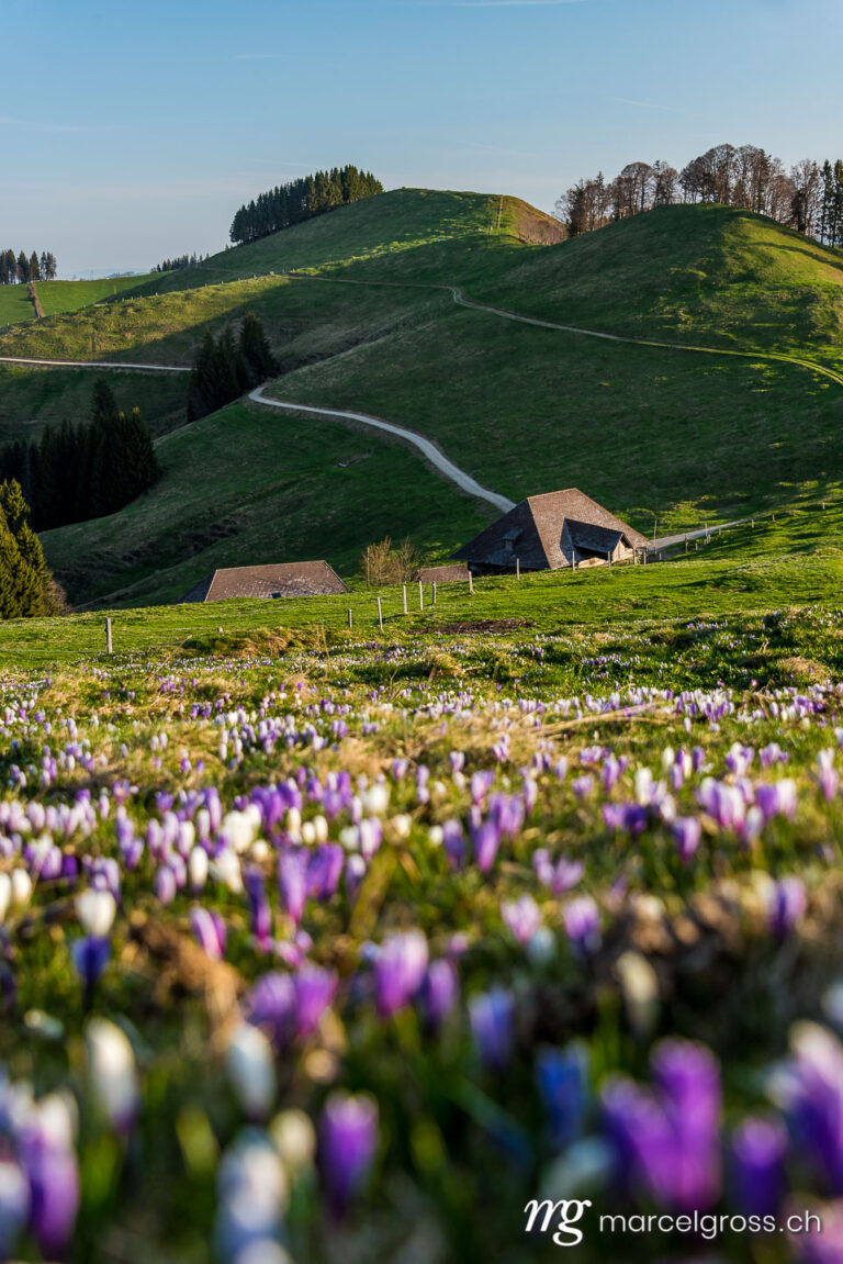 Spring pictures Switzerland. Farm on the Rämisgummen during the crocus bloom, Emmental. Marcel Gross Photography