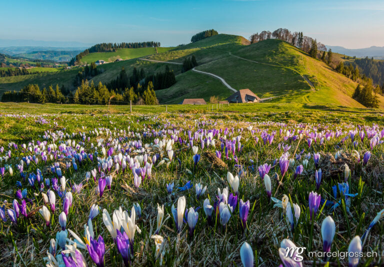 Frühlingsbilder Schweiz. Bauernhof auf dem Rämisgummen während der Krokusblüte, Emmental. Marcel Gross Photography