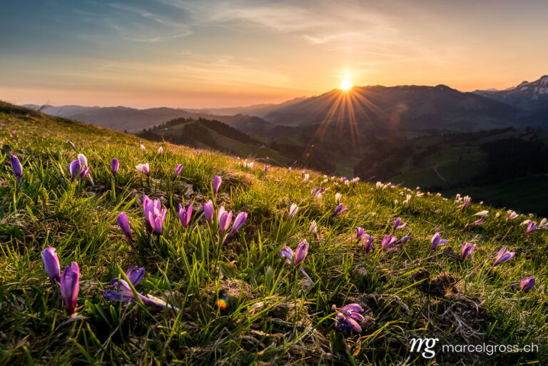 Frühlingsbilder Schweiz. Sonnenaufgang im Frühling auf dem Rämisgümmen während der Krokusblüte, Emmental. Marcel Gross Photography