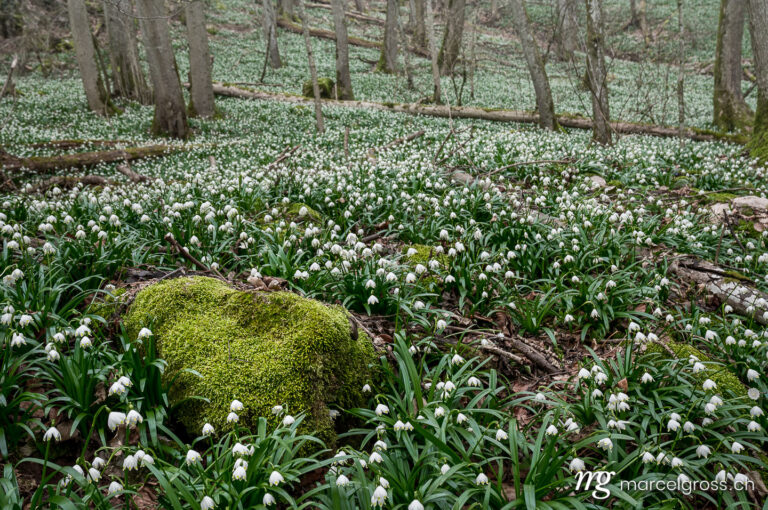 Spring pictures Switzerland. Moss covered rock surrounded by a field of wildgrowing spring snowflakes (German Märzenbecher, lat. Leucojum vernum) in a swiss forest. Marcel Gross Photography