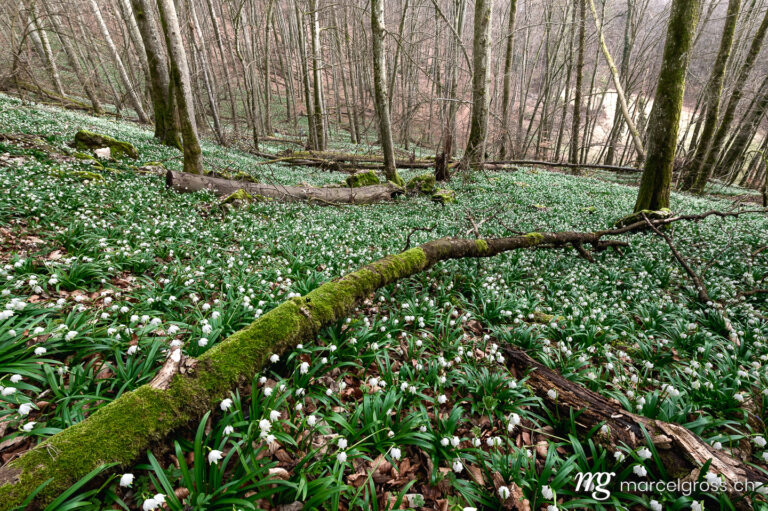 Frühlingsbilder Schweiz. wild growing spring snowflakes (german Märzenbecher, lat. Leucojum vernum) in a forest in Switzerland. Marcel Gross Photography
