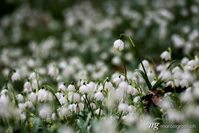 Frühlingsbilder Schweiz. spring snowflakes in a forest (german Märzenbecher, lat. Leucojum vernum) in Switzerland. Marcel Gross Photography