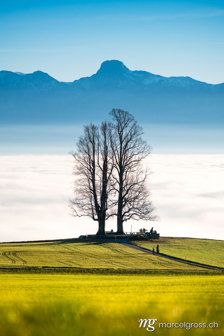 Herbstbild Schweiz. single tilia tree on Ballenbühl above autumn fog in Emmental. Marcel Gross Photography
