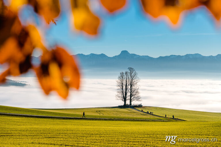 Autumn picture Switzerland. single tilia tree framed by autumn leaves with Stockhorn range in the background. Marcel Gross Photography